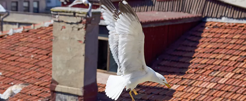 Residential Chimney Animal Removal Solution in Palm Harbor, FL