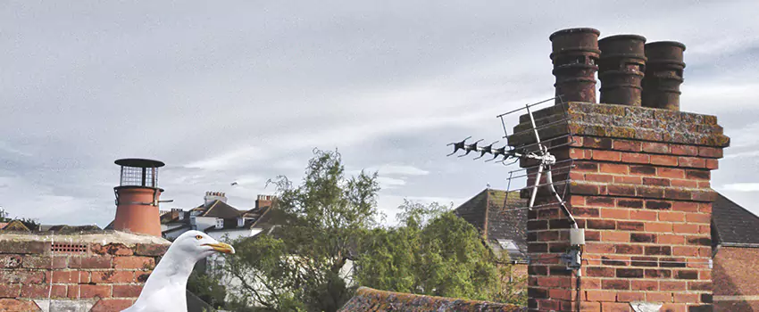 Chimney Cleaning And Restoration in Palm Harbor, Florida